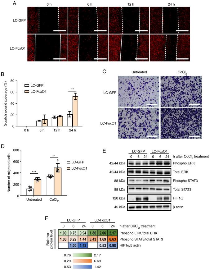 https://cdn.ncbi.nlm.nih.gov/pmc/blobs/8ccf/10173376/1e33c0f57f9b/or-49-06-08559-g02.jpg