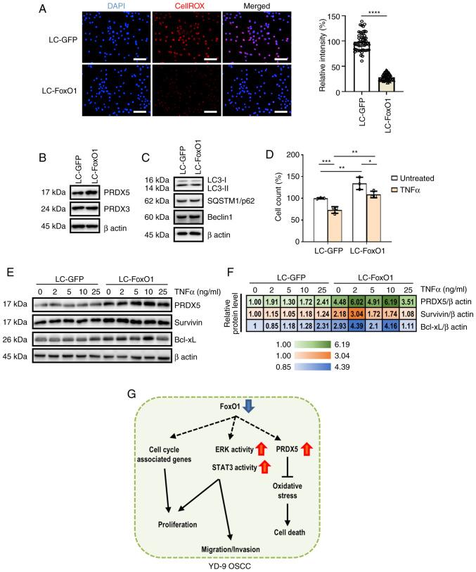 https://cdn.ncbi.nlm.nih.gov/pmc/blobs/8ccf/10173376/dc5cea66da1a/or-49-06-08559-g03.jpg