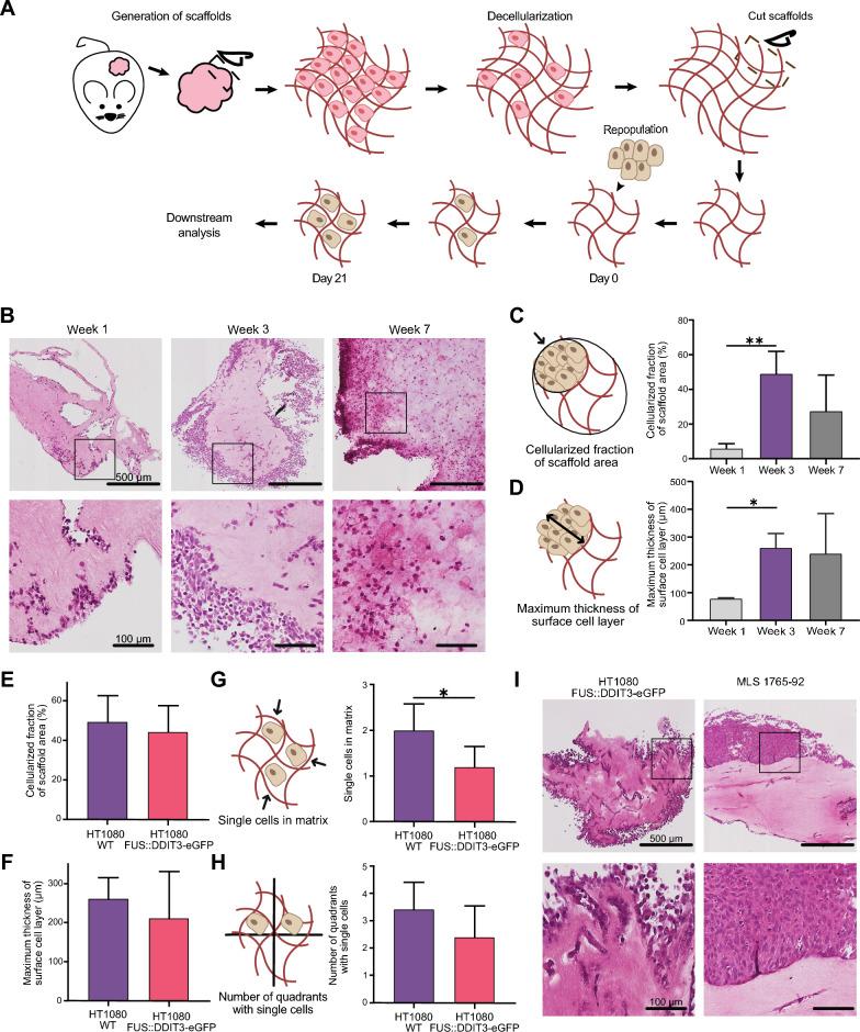 https://cdn.ncbi.nlm.nih.gov/pmc/blobs/8ccf/11046918/3d9f1897d2a8/12967_2024_5211_Fig1_HTML.jpg