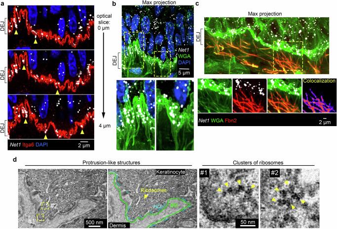 https://cdn.ncbi.nlm.nih.gov/pmc/blobs/8cd2/12141530/957c7b28df69/41467_2025_60532_Fig2_HTML.jpg