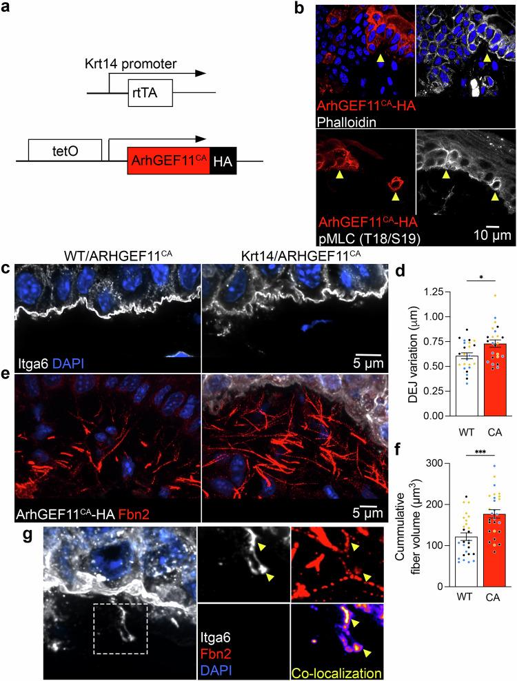 https://cdn.ncbi.nlm.nih.gov/pmc/blobs/8cd2/12141530/a455b677b84c/41467_2025_60532_Fig5_HTML.jpg