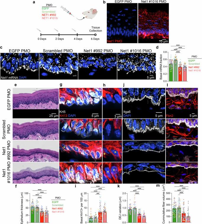 https://cdn.ncbi.nlm.nih.gov/pmc/blobs/8cd2/12141530/fc9565f5c8b2/41467_2025_60532_Fig3_HTML.jpg