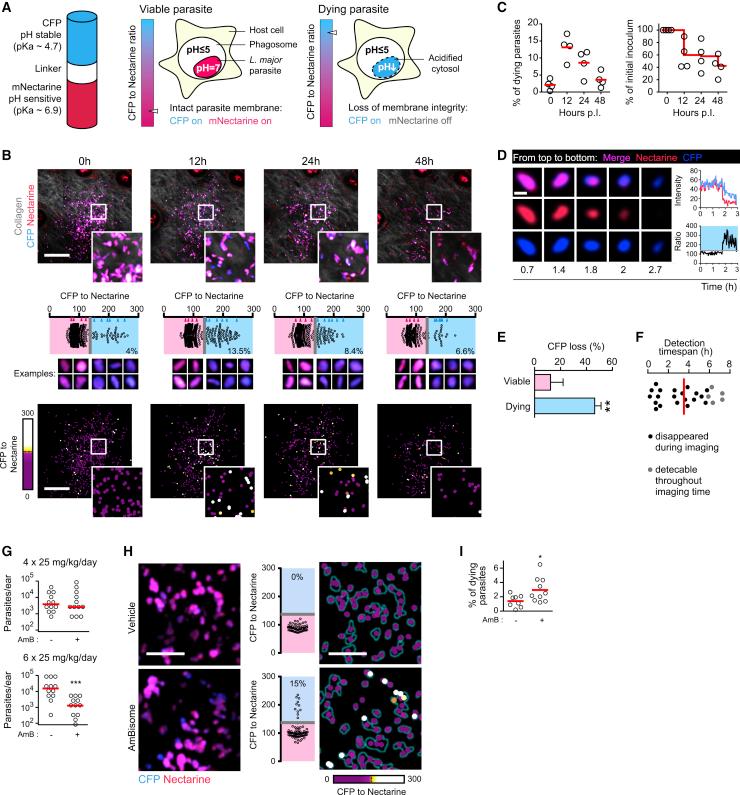 https://cdn.ncbi.nlm.nih.gov/pmc/blobs/8cd2/8691385/108394bf06e9/gr2.jpg