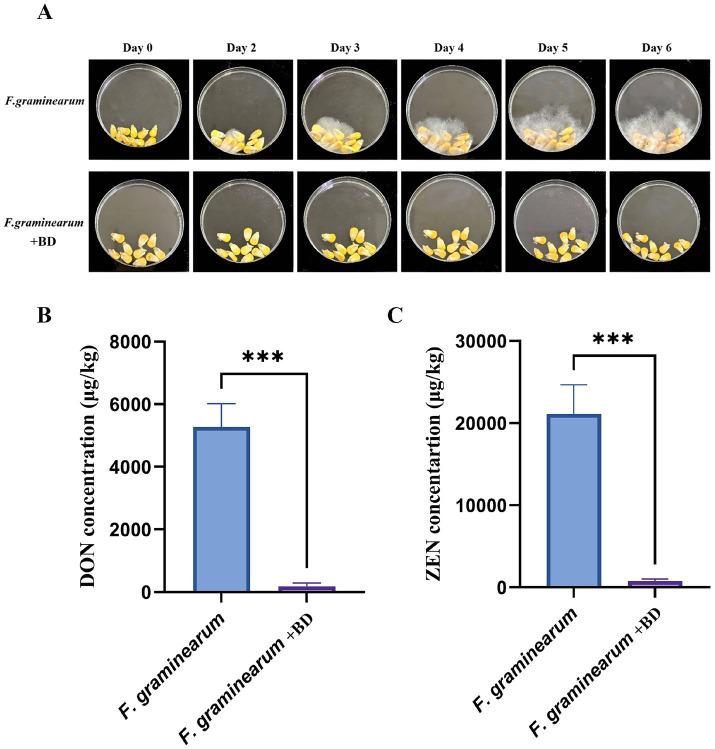 https://cdn.ncbi.nlm.nih.gov/pmc/blobs/8cd4/12206857/04b2305d1d58/fmicb-16-1599452-g006.jpg
