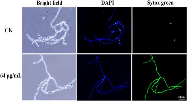 https://cdn.ncbi.nlm.nih.gov/pmc/blobs/8cd4/12206857/04e7cd5acf70/fmicb-16-1599452-g008.jpg