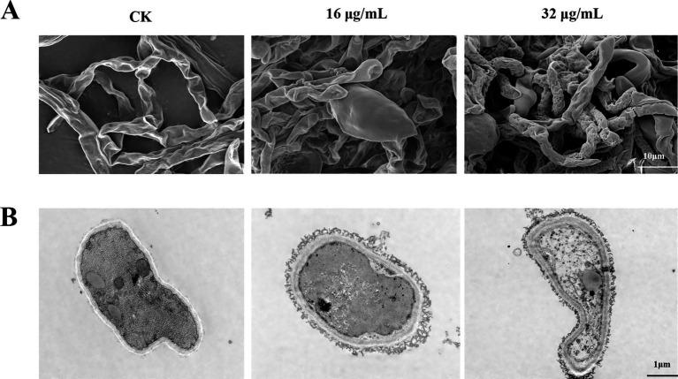 https://cdn.ncbi.nlm.nih.gov/pmc/blobs/8cd4/12206857/f0698e3b5144/fmicb-16-1599452-g007.jpg