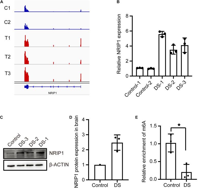https://cdn.ncbi.nlm.nih.gov/pmc/blobs/8cd4/8047211/1dda15ae9ebc/fcell-09-621374-g003.jpg