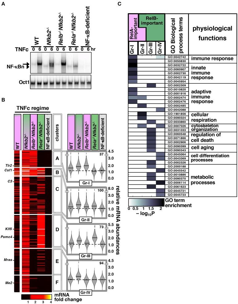 https://cdn.ncbi.nlm.nih.gov/pmc/blobs/8cd5/6514058/9a1eba2353d2/fimmu-10-00997-g0004.jpg