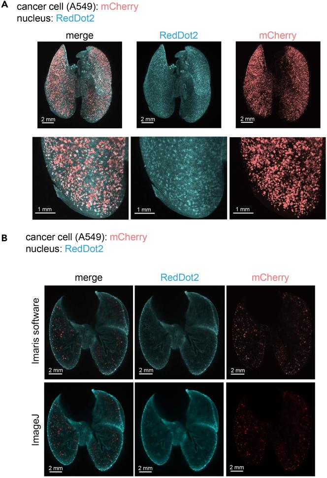 https://cdn.ncbi.nlm.nih.gov/pmc/blobs/8cd8/7757565/b80b4f9ea772/gr2.jpg