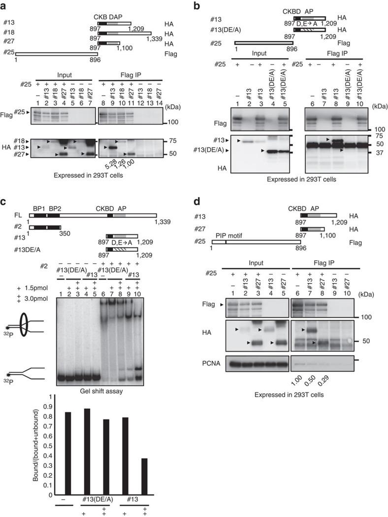 https://cdn.ncbi.nlm.nih.gov/pmc/blobs/8cdb/4945878/01541846f440/ncomms12135-f6.jpg