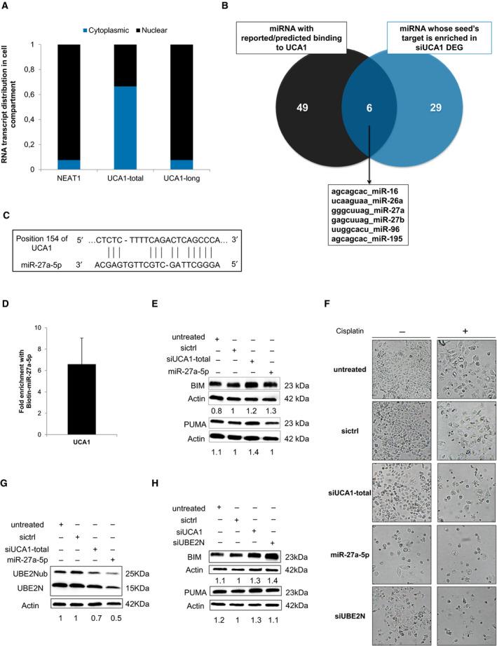 https://cdn.ncbi.nlm.nih.gov/pmc/blobs/8cdc/8637575/f594c027c003/MOL2-15-3659-g008.jpg