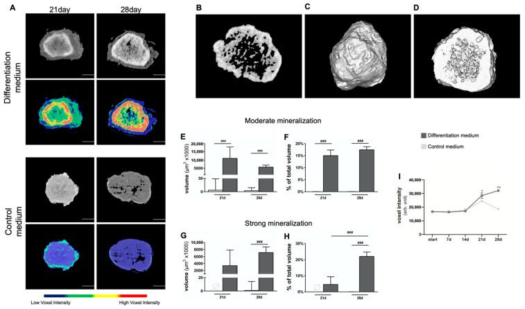 https://cdn.ncbi.nlm.nih.gov/pmc/blobs/8ce2/9454617/0947f4f51453/cells-11-02702-g004.jpg