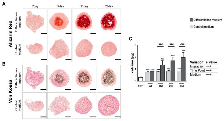 https://cdn.ncbi.nlm.nih.gov/pmc/blobs/8ce2/9454617/28320c4c775b/cells-11-02702-g003.jpg