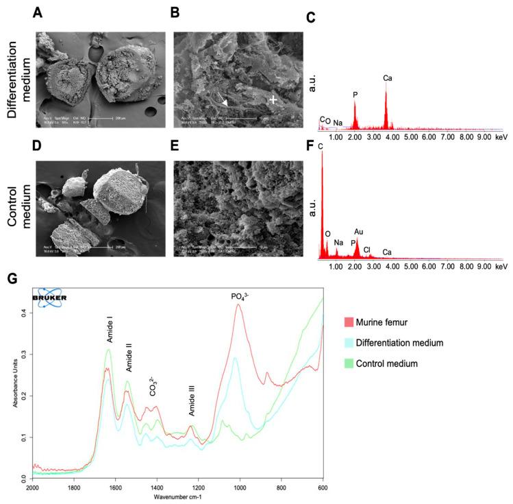 https://cdn.ncbi.nlm.nih.gov/pmc/blobs/8ce2/9454617/dee14bdc470f/cells-11-02702-g005.jpg