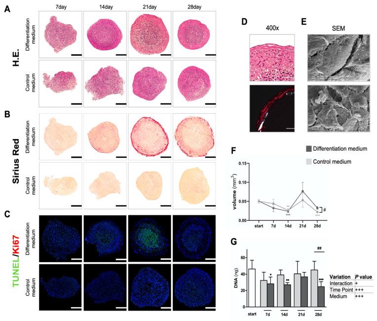 https://cdn.ncbi.nlm.nih.gov/pmc/blobs/8ce2/9454617/f582c18e903c/cells-11-02702-g001.jpg