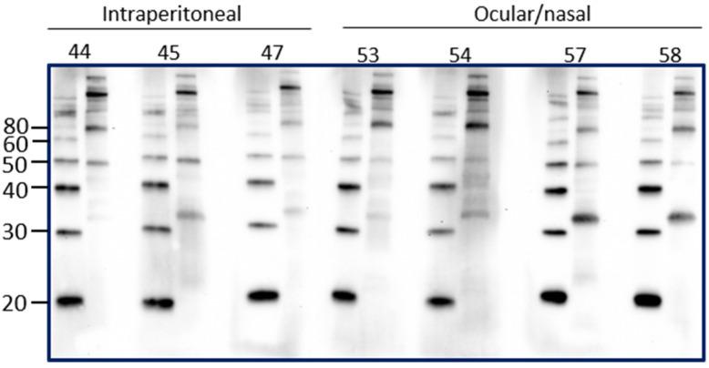https://cdn.ncbi.nlm.nih.gov/pmc/blobs/8ce4/8473202/9f1a109e4d30/vetsci-08-00178-g004.jpg