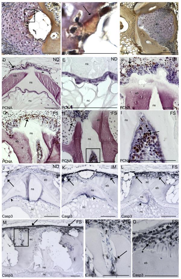 https://cdn.ncbi.nlm.nih.gov/pmc/blobs/8ce9/2909226/55af822d7369/1472-6793-10-13-4.jpg
