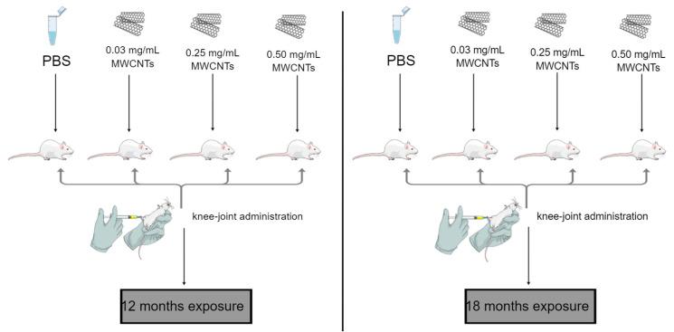 https://cdn.ncbi.nlm.nih.gov/pmc/blobs/8ce9/9952213/b075f9f89cad/antioxidants-12-00464-g002.jpg
