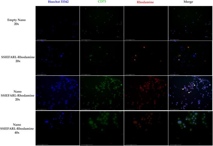 https://cdn.ncbi.nlm.nih.gov/pmc/blobs/8cee/8675790/1af3426a6148/NBT2-15-532-g003.jpg
