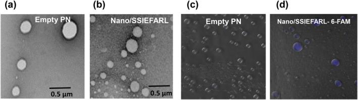 https://cdn.ncbi.nlm.nih.gov/pmc/blobs/8cee/8675790/6e21a26b0808/NBT2-15-532-g007.jpg