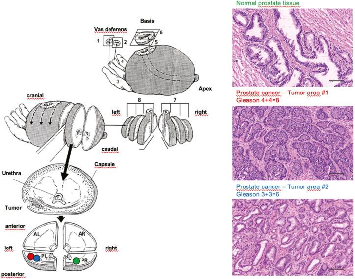 https://cdn.ncbi.nlm.nih.gov/pmc/blobs/8cef/10698198/9db2209d8ef5/LSA-2023-02146_FigS7.jpg