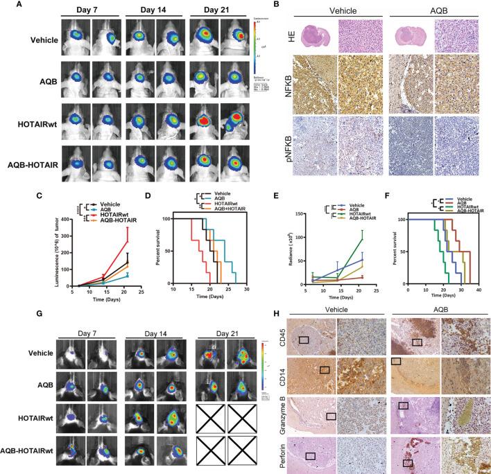 https://cdn.ncbi.nlm.nih.gov/pmc/blobs/8cef/8649724/3b0ca6060d7e/fimmu-12-785463-g006.jpg