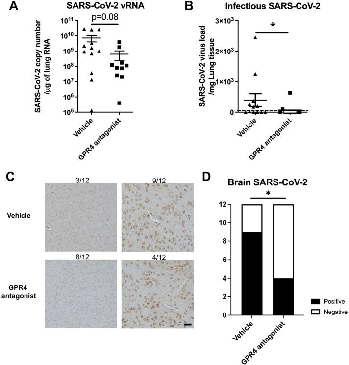 https://cdn.ncbi.nlm.nih.gov/pmc/blobs/8cf0/12283652/8c96ee85b26b/fphar-16-1549296-g003.jpg