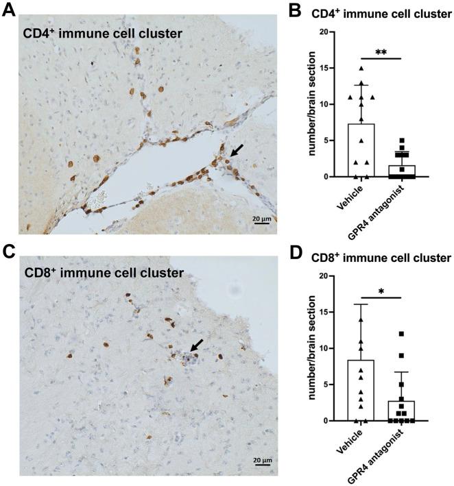 https://cdn.ncbi.nlm.nih.gov/pmc/blobs/8cf0/12283652/ad19de2346b4/fphar-16-1549296-g004.jpg