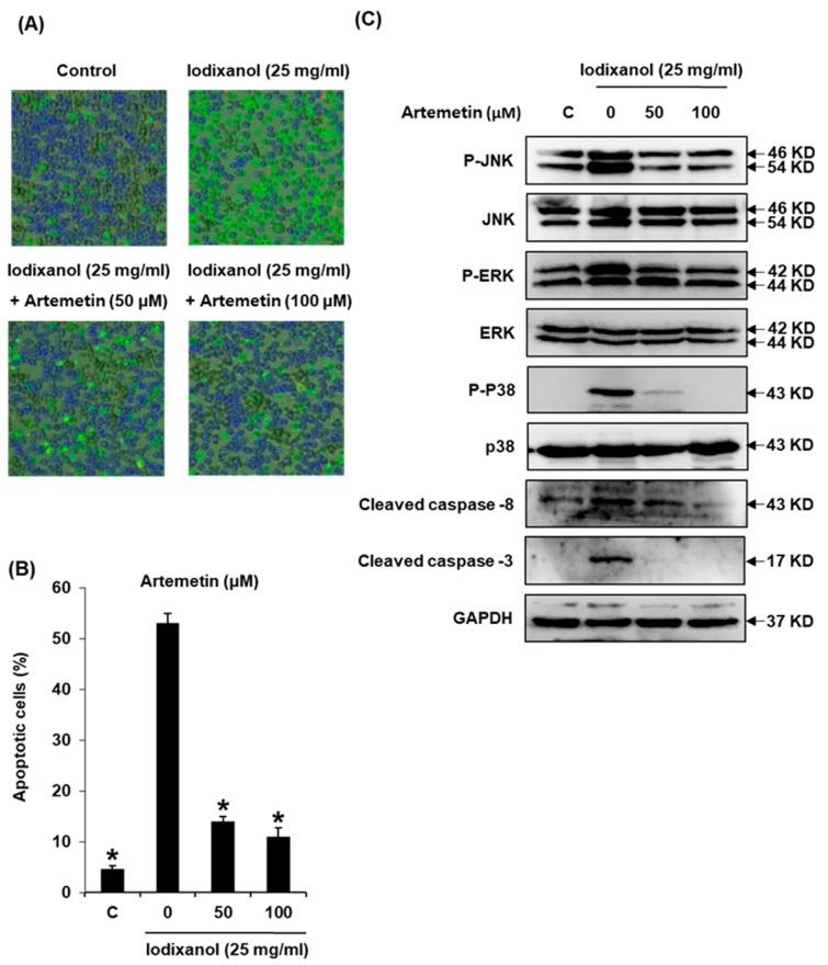 https://cdn.ncbi.nlm.nih.gov/pmc/blobs/8cf4/5983776/e6198705ef47/ijms-19-01387-g007.jpg
