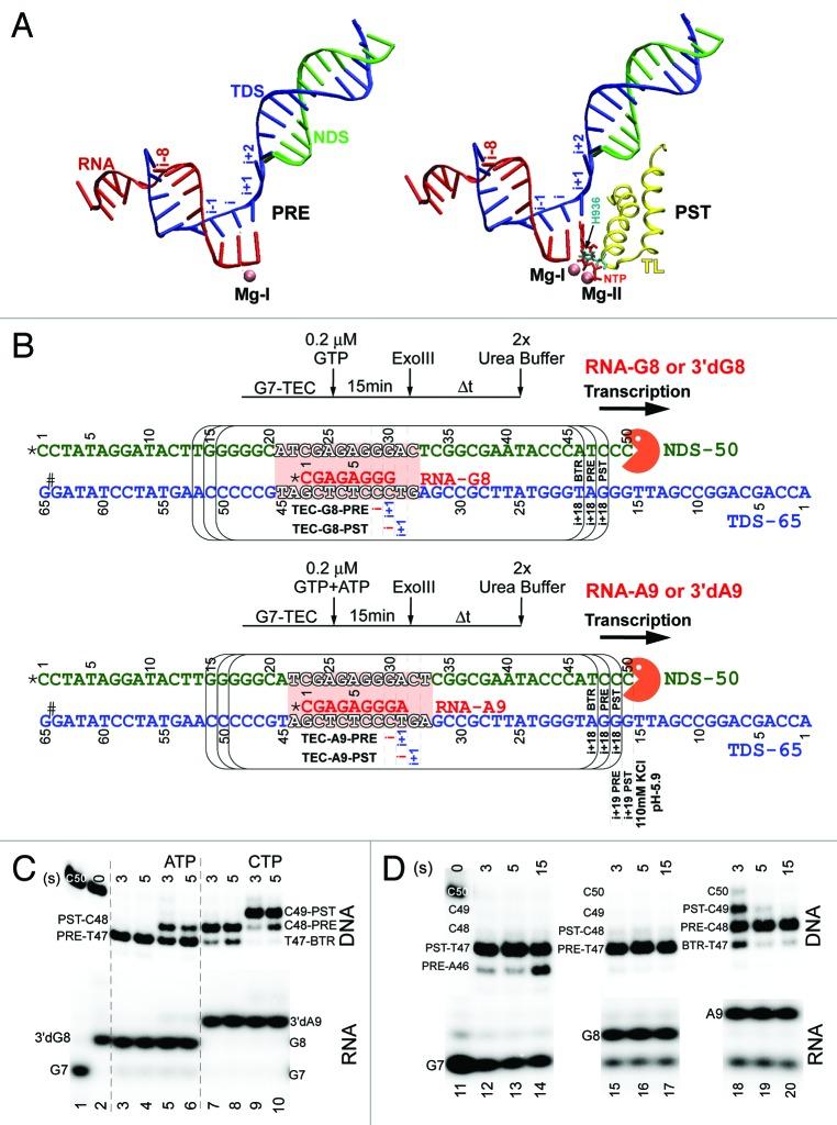 https://cdn.ncbi.nlm.nih.gov/pmc/blobs/8cf5/4042587/91d841271759/tran-4-136-g1.jpg