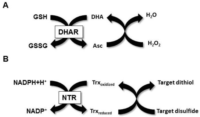 https://cdn.ncbi.nlm.nih.gov/pmc/blobs/8cf6/6316651/40a94b55bf8d/antioxidants-07-00190-g001.jpg