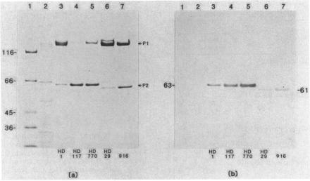 https://cdn.ncbi.nlm.nih.gov/pmc/blobs/8cfb/210328/11c2d9a46d6f/jbacter00175-0627-a.jpg