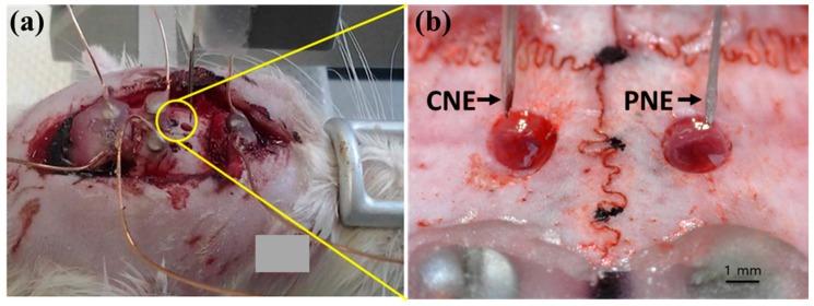 https://cdn.ncbi.nlm.nih.gov/pmc/blobs/8cfb/6384777/174558994a6c/materials-12-00542-g002.jpg