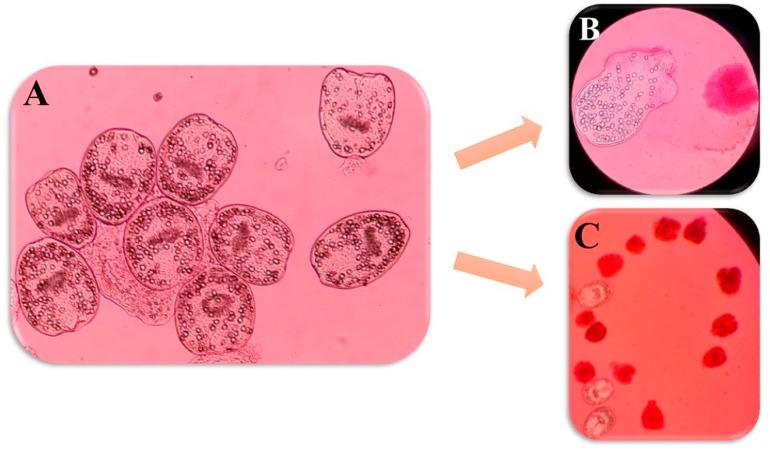 https://cdn.ncbi.nlm.nih.gov/pmc/blobs/8cfc/11435210/cc53587fd7bc/pathogens-13-00790-g009.jpg