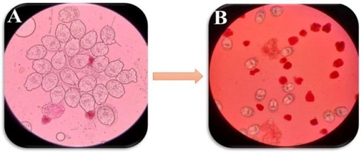 https://cdn.ncbi.nlm.nih.gov/pmc/blobs/8cfc/11435210/e7656b52b103/pathogens-13-00790-g007.jpg