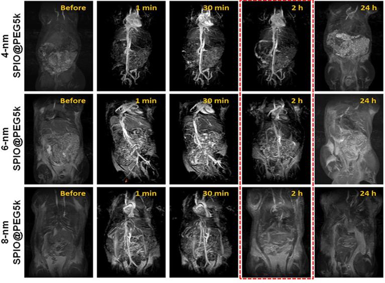 https://cdn.ncbi.nlm.nih.gov/pmc/blobs/8d00/7802780/5e5e51890ba9/IJN-16-201-g0003.jpg