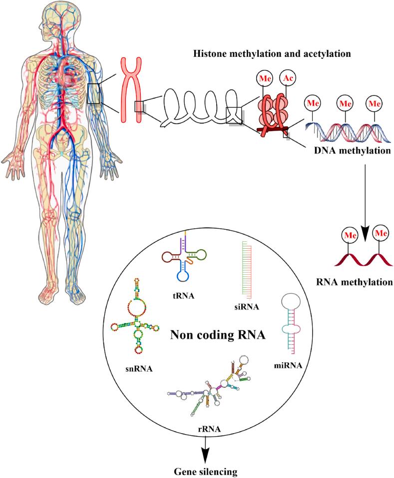 https://cdn.ncbi.nlm.nih.gov/pmc/blobs/8d01/10767507/e9fe52da2489/gr1.jpg