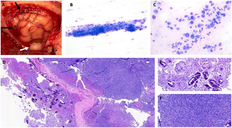https://cdn.ncbi.nlm.nih.gov/pmc/blobs/8d04/12367500/ca9a0b272b6e/fvets-12-1619792-g002.jpg
