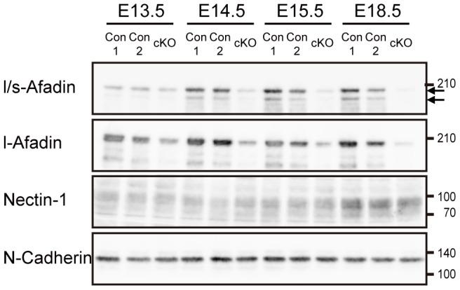 https://cdn.ncbi.nlm.nih.gov/pmc/blobs/8d05/3827428/92b483249059/pone.0080356.g006.jpg