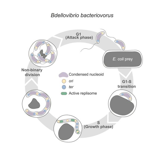 https://cdn.ncbi.nlm.nih.gov/pmc/blobs/8d05/8445325/f98645886084/fx1.jpg