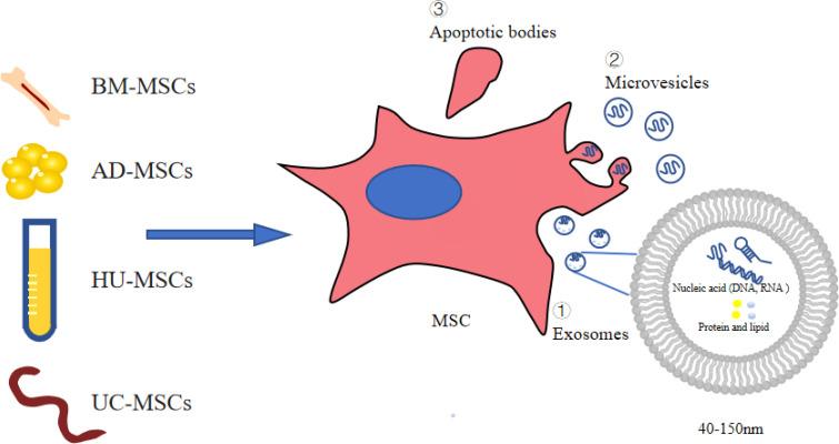 https://cdn.ncbi.nlm.nih.gov/pmc/blobs/8d05/9366010/1c1f7ed3e672/fendo-13-962635-g001.jpg