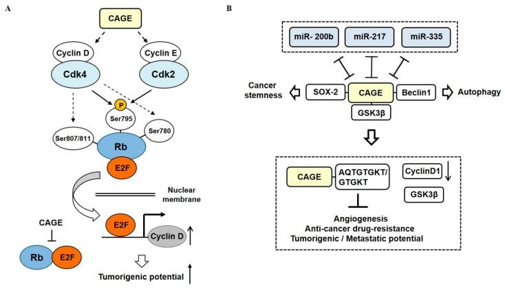https://cdn.ncbi.nlm.nih.gov/pmc/blobs/8d08/6337380/37f292ddc82b/ijms-20-00051-g006.jpg