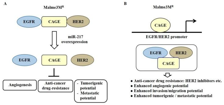 https://cdn.ncbi.nlm.nih.gov/pmc/blobs/8d08/6337380/af5cb9ed3889/ijms-20-00051-g007.jpg