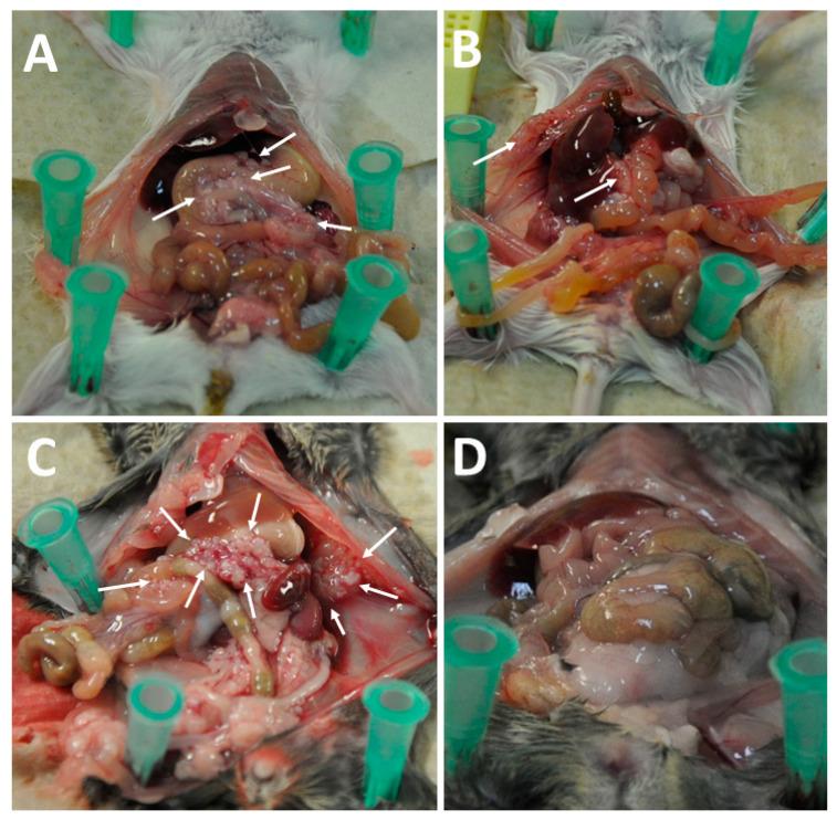 https://cdn.ncbi.nlm.nih.gov/pmc/blobs/8d0a/10814383/6bf5d2b4652f/cancers-16-00368-g010.jpg