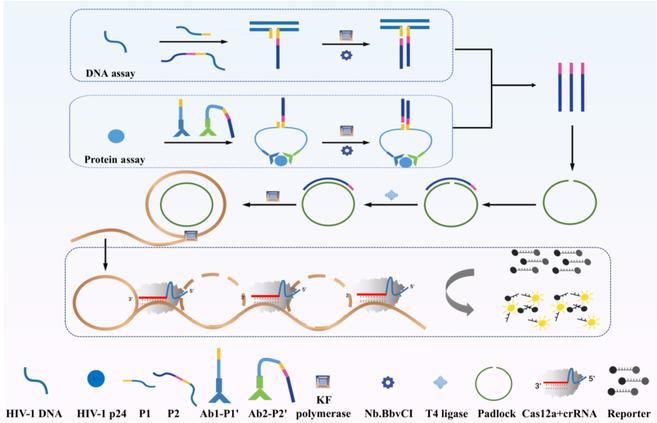 https://cdn.ncbi.nlm.nih.gov/pmc/blobs/8d0a/12214299/53edc740440b/bmef.0139.fig.001.jpg