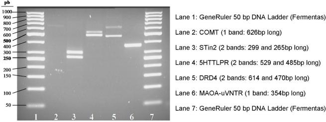 https://cdn.ncbi.nlm.nih.gov/pmc/blobs/8d0b/2965016/8381c89bf463/fnbeh-04-00160-g003.jpg