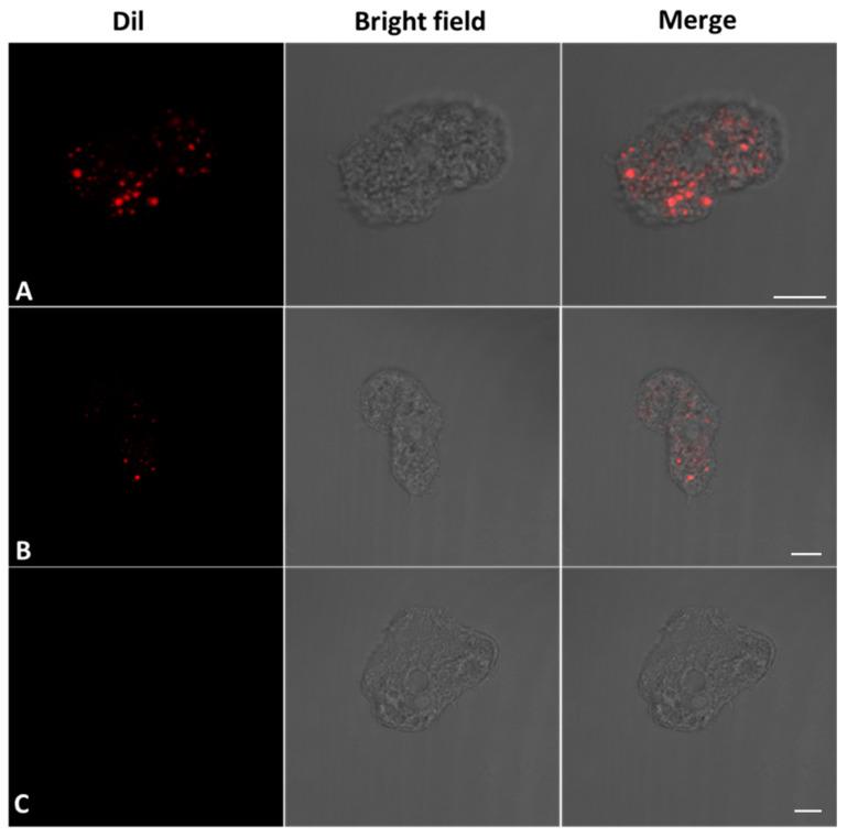 https://cdn.ncbi.nlm.nih.gov/pmc/blobs/8d0c/10673465/8c98551000da/microorganisms-11-02762-g004.jpg