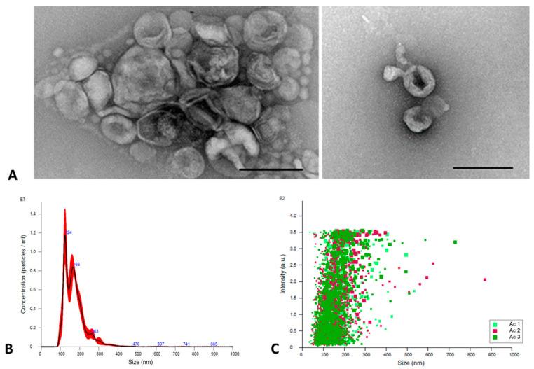 https://cdn.ncbi.nlm.nih.gov/pmc/blobs/8d0c/10673465/ec109db43cca/microorganisms-11-02762-g001.jpg