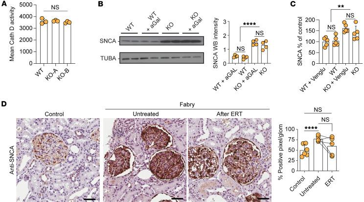 https://cdn.ncbi.nlm.nih.gov/pmc/blobs/8d0e/10232004/b73acc744719/jci-133-157782-g176.jpg