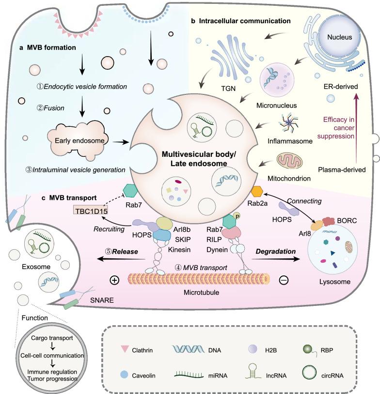 https://cdn.ncbi.nlm.nih.gov/pmc/blobs/8d11/12034189/459d7089d3ba/12951_2025_3321_Fig1_HTML.jpg